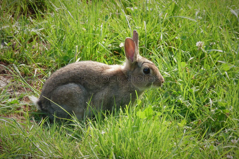 Similar – hide and seek (Capreolus capreolus)