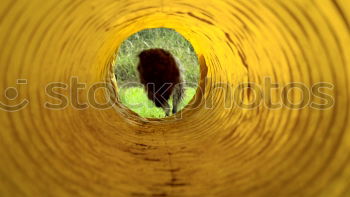 Similar – Image, Stock Photo Woman dancing barefoot in a meadow with flowing skirt. View through a tube