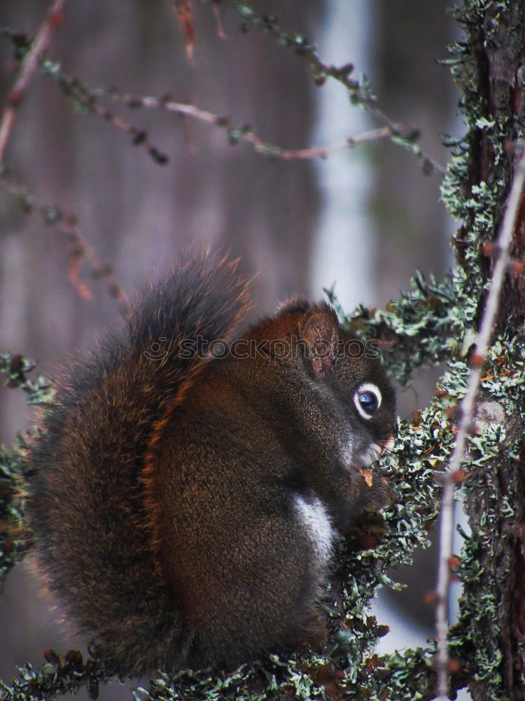 Similar – Image, Stock Photo 600! Really. Oh, if I had so many nuts…