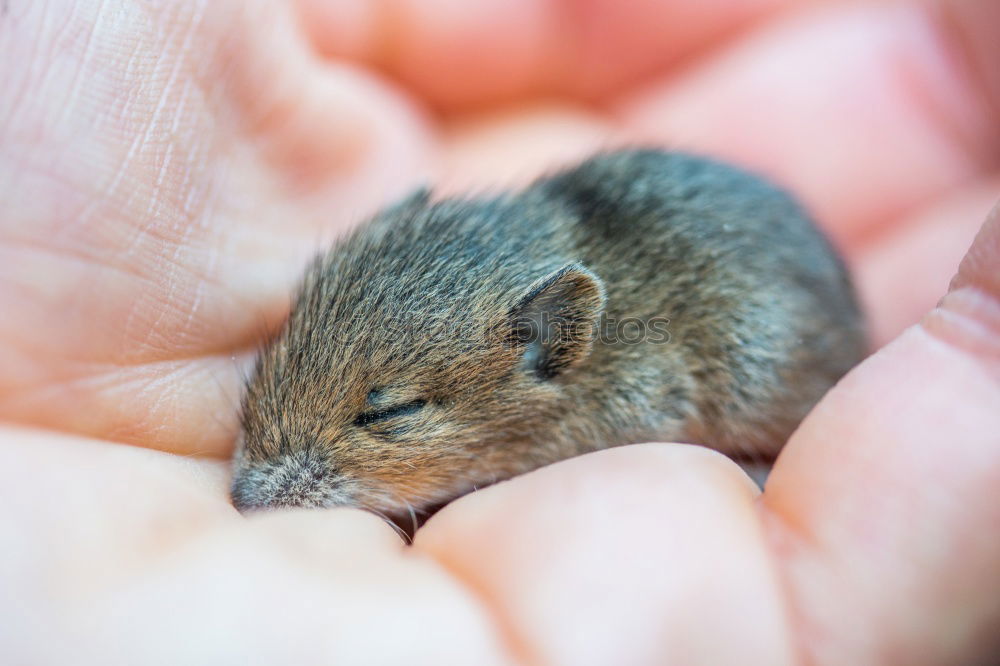 Lemming, or is it a mouse?