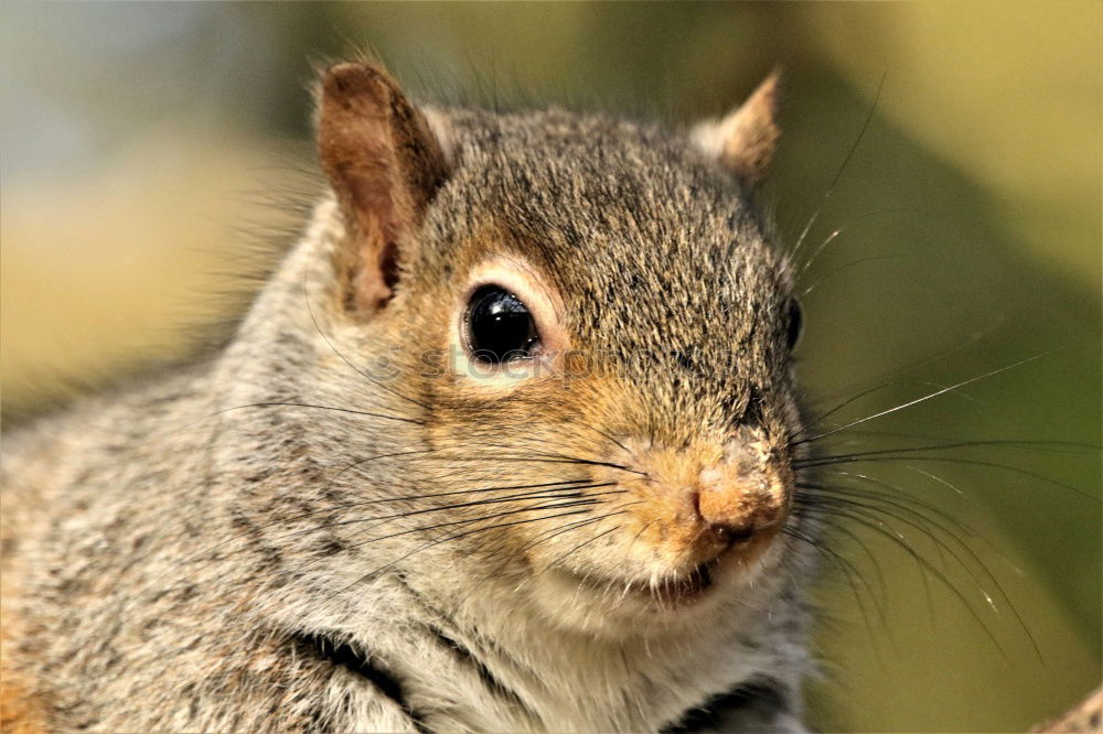 Similar – schwanzlos Eichhörnchen