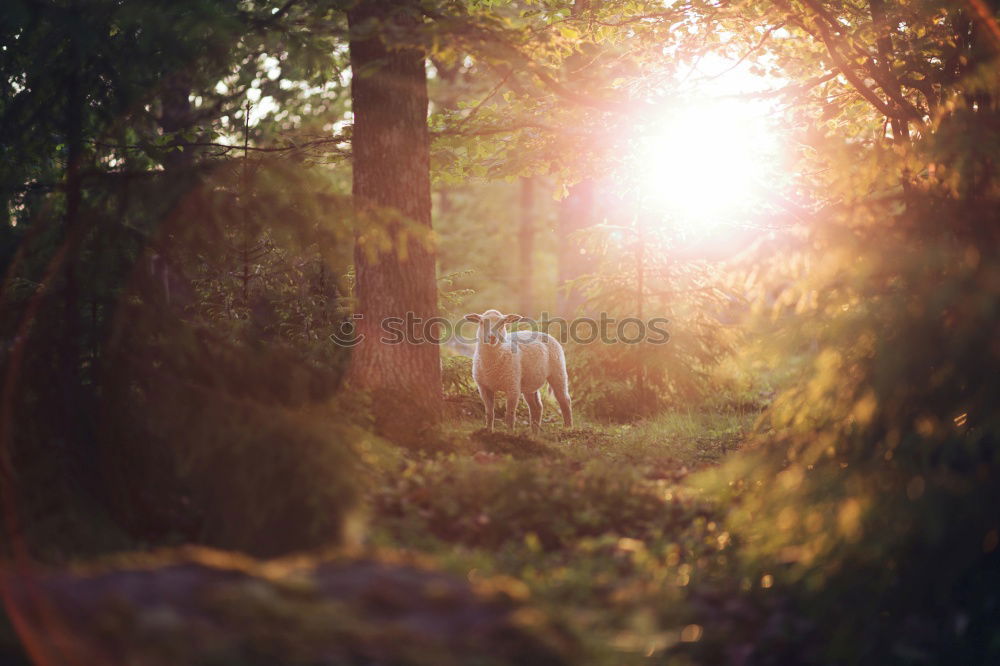 Image, Stock Photo Tethered horse in woods