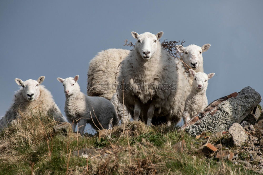 Similar – Image, Stock Photo sheep Agriculture Forestry