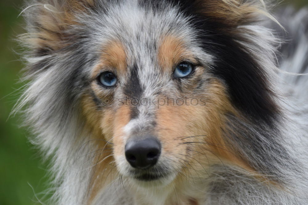 Similar – Image, Stock Photo A gray and white young Australian Shepherd dog with black and light brown spots stands on his paws and looks to the right against a blurred background.