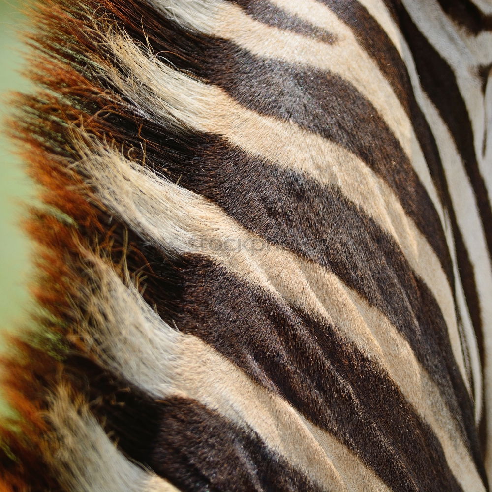 Similar – Fussgängerübergang Zebra