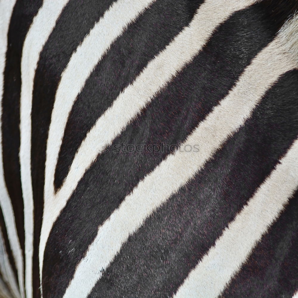 Similar – Zebras von hinten Zoo 3