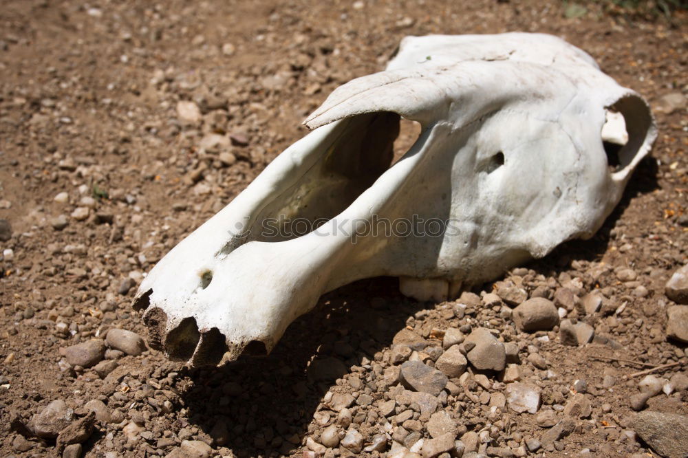 Similar – Image, Stock Photo Totenkopf Schädel Tod tot