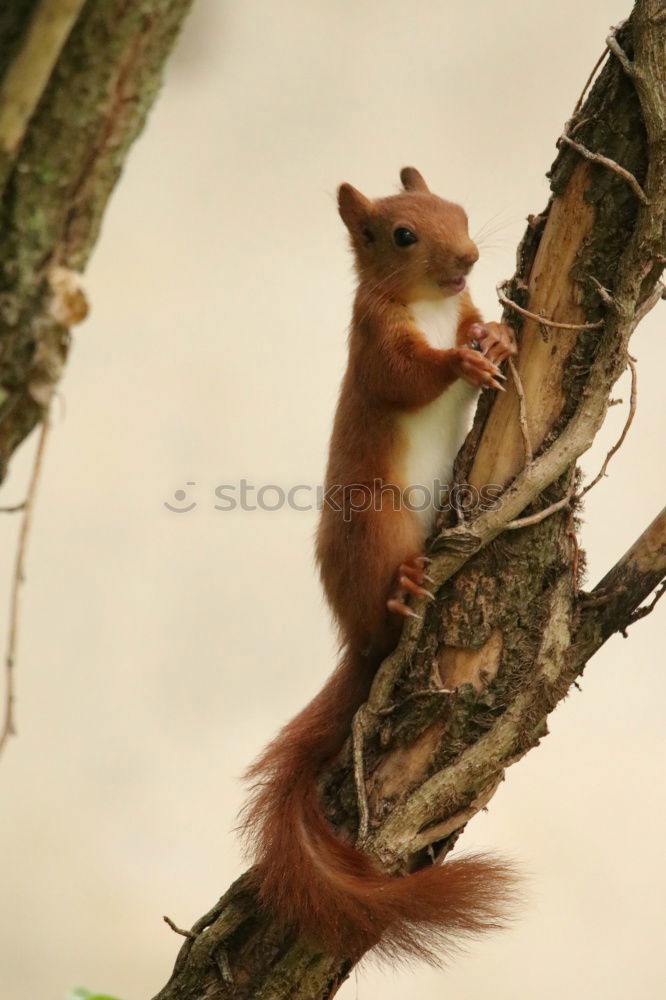 Similar – Schwanz ab ! Eichhörnchen