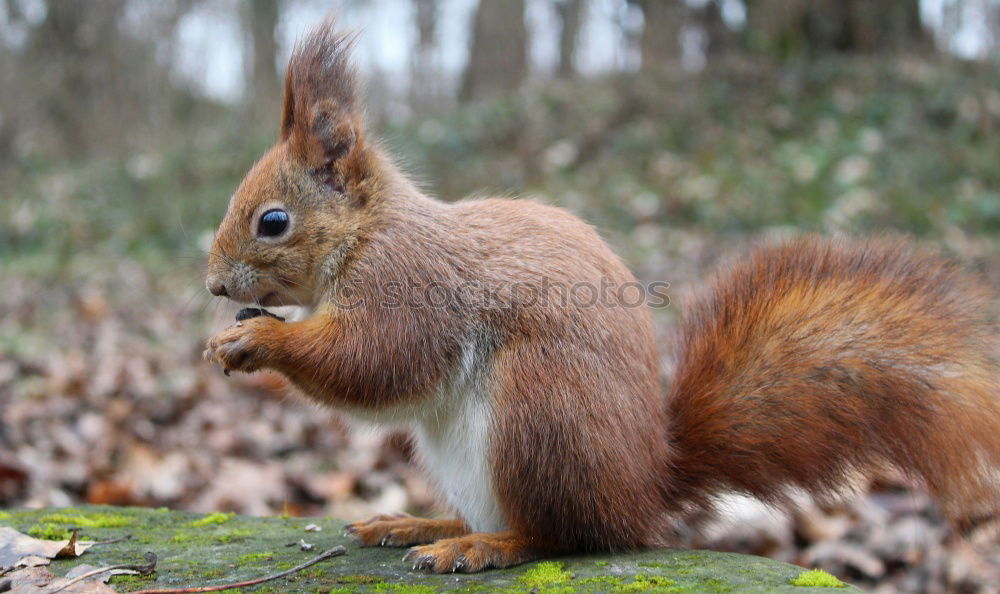 Similar – Lieblingstier: Eichhörnchen! Teil 6