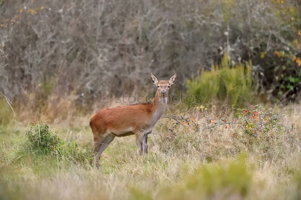 Similar – munching deer Animal