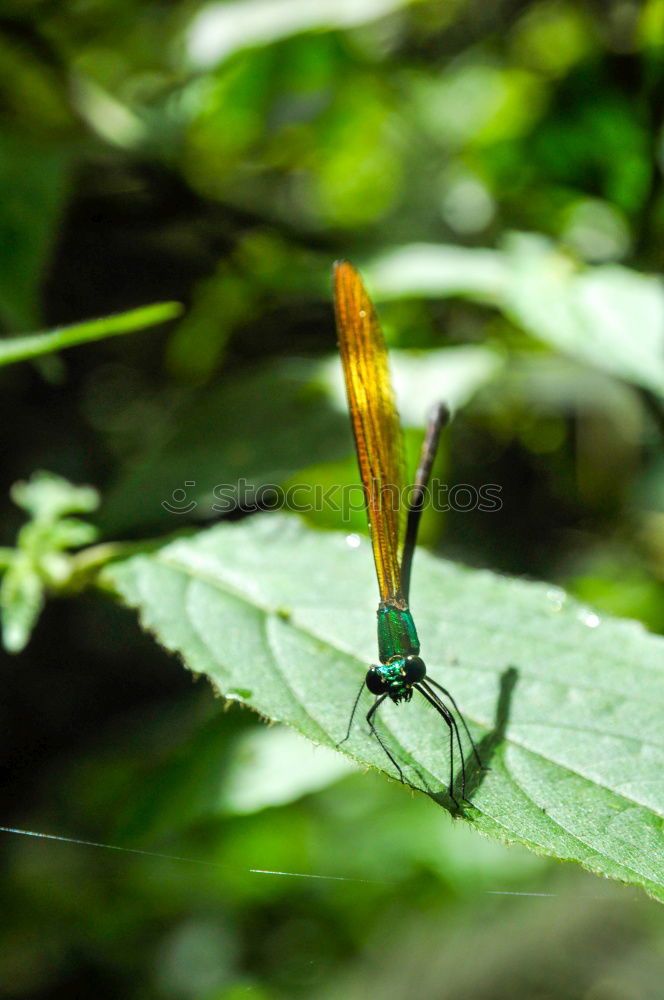 Similar – landing site Nature Animal