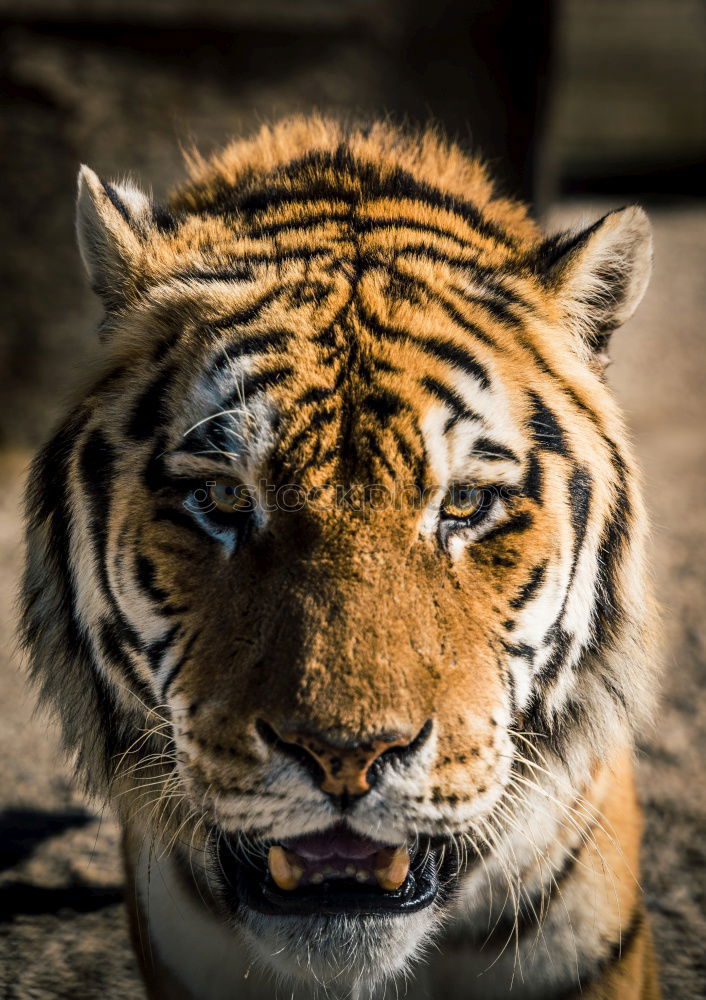 Similar – pixelated I Tiger Zoo