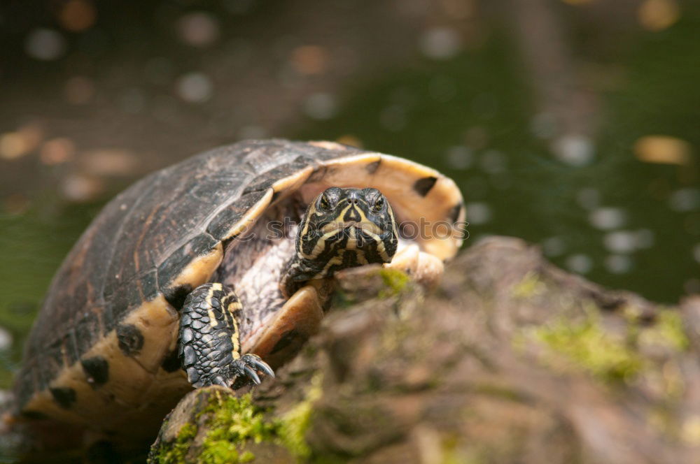 Similar – Foto Bild Gartenreptil Natur Pflanze