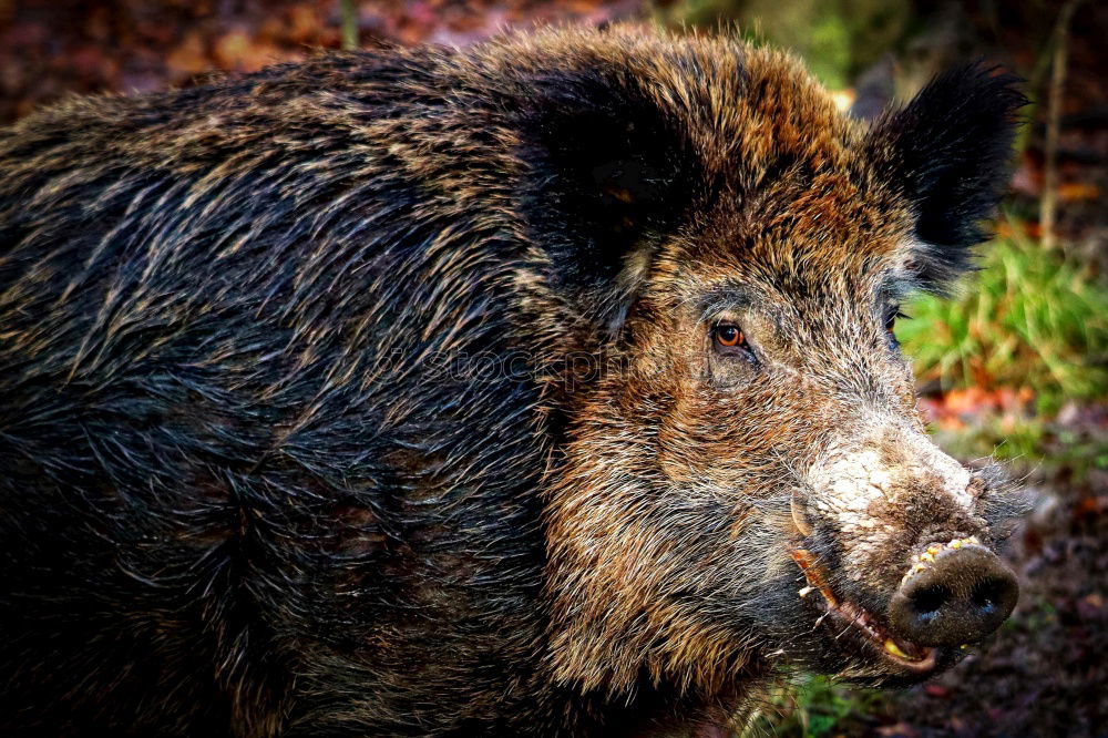 Similar – Portrait of a wild boar