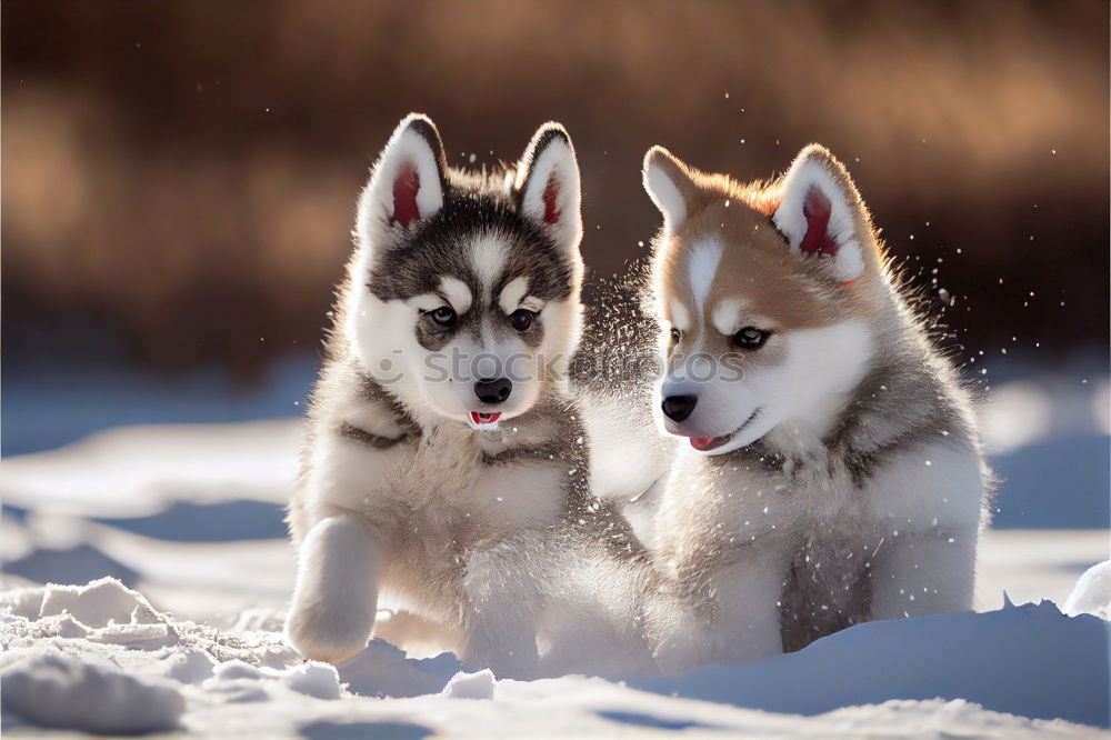 Similar – two playing huskies Winter