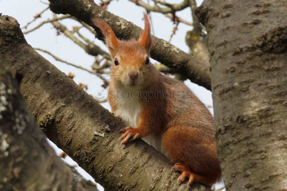 Similar – Schwanz ab ! Eichhörnchen