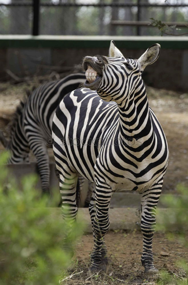 Similar – Wie macht das Zebra ?