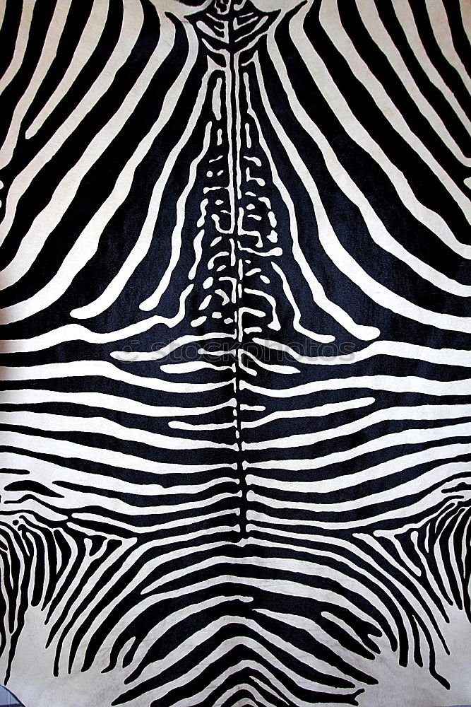 Similar – Foto Bild gestreift Jacke schick