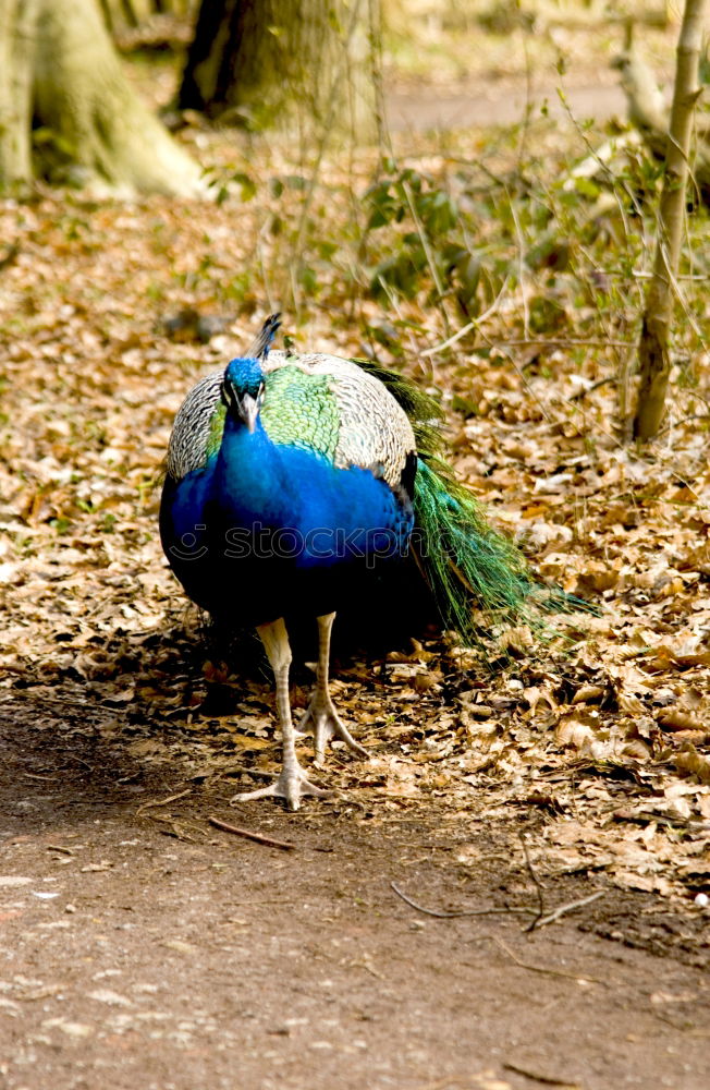 Similar – peacock Peacock Bird