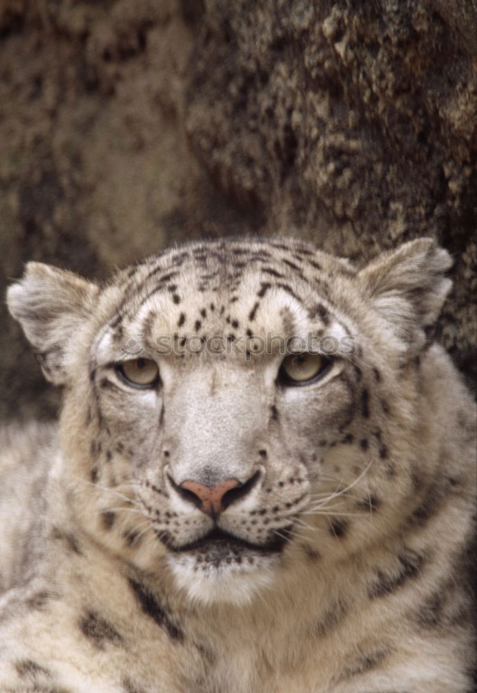 Close up portrait of male snow leopard