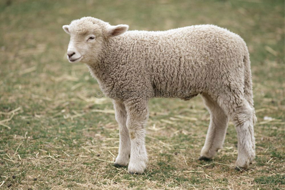 Similar – Image, Stock Photo Sheep looks into camera