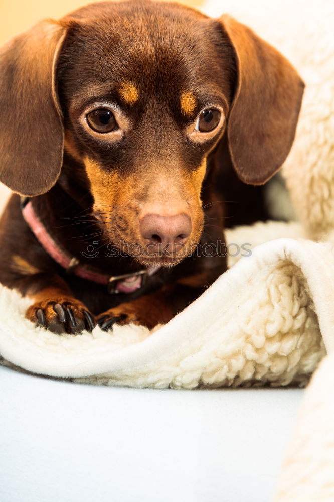 Similar – Lovely and funny cocker spaniel dog