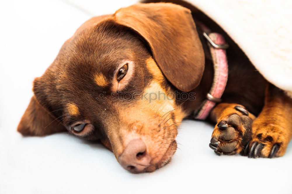 Similar – Image, Stock Photo treasure Animal Pet Dog