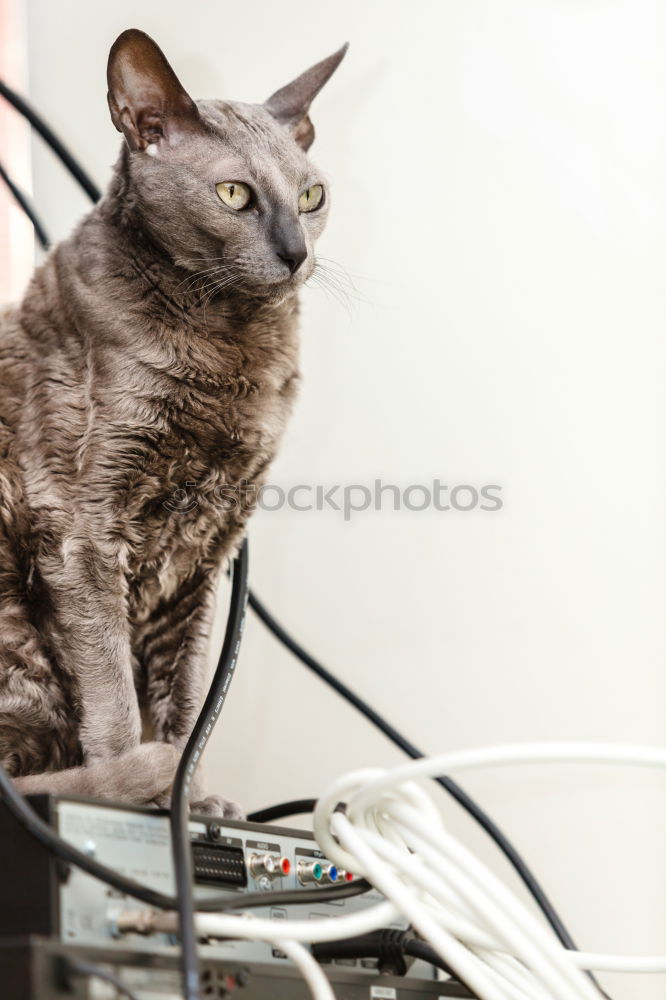 Beautiful grey cat sleeping in box. British kitten sleep