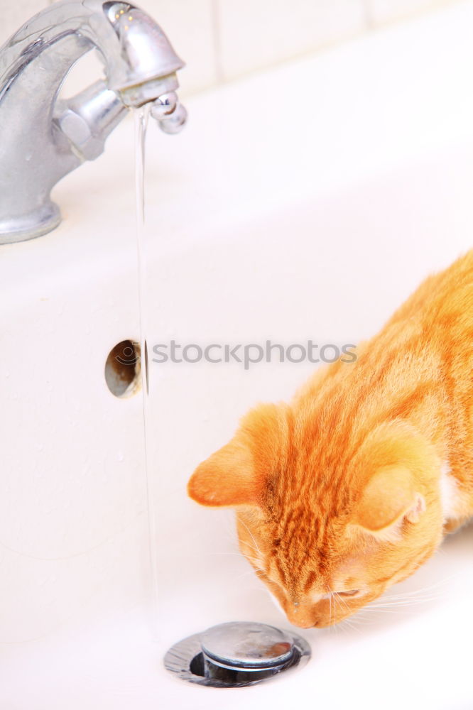 Wasserkatze Tier Haustier