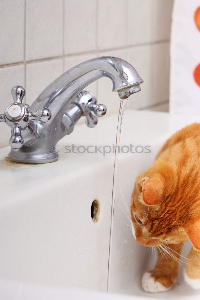 Similar – Wasserkatze Tier Haustier