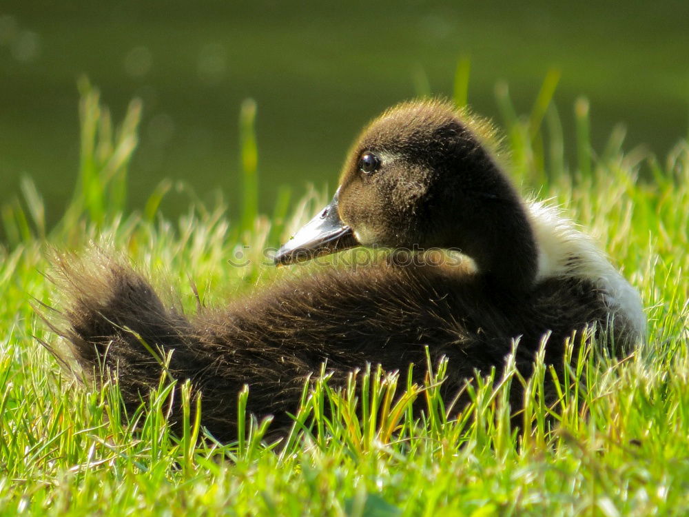 Similar – Image, Stock Photo cleaning and dozing Animal