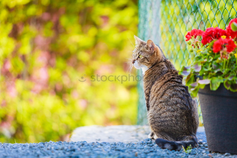 Similar – Image, Stock Photo Cat Lola in the garden