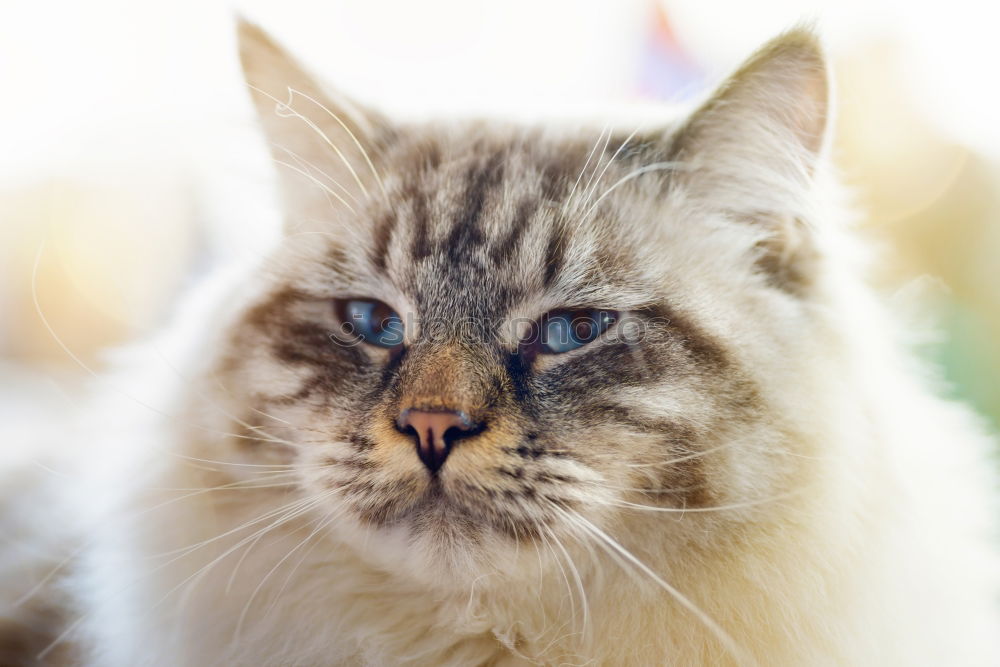 Similar – Charismatic cat with a plastic bag