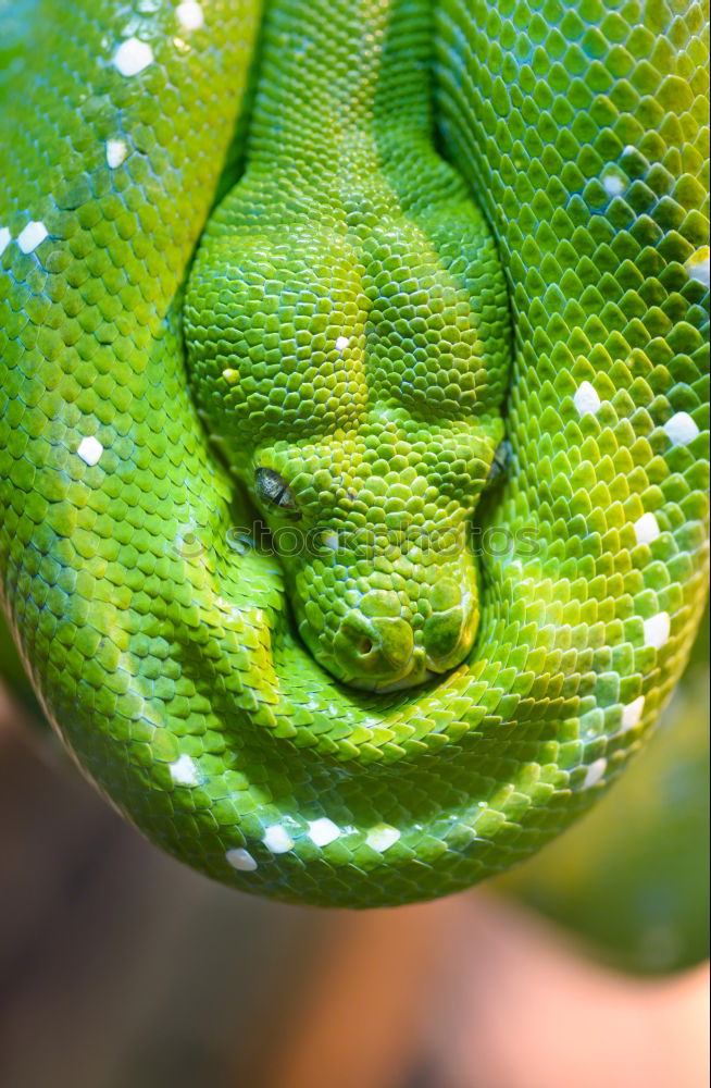 Similar – closeup of a beautiful vipera berus