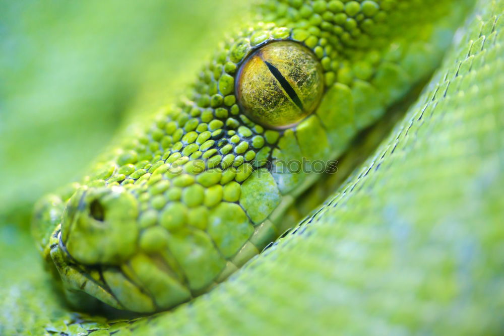 Similar – Image, Stock Photo Tube Snake Boogie Animal