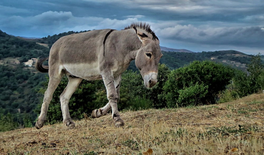 The donkey on the mountain