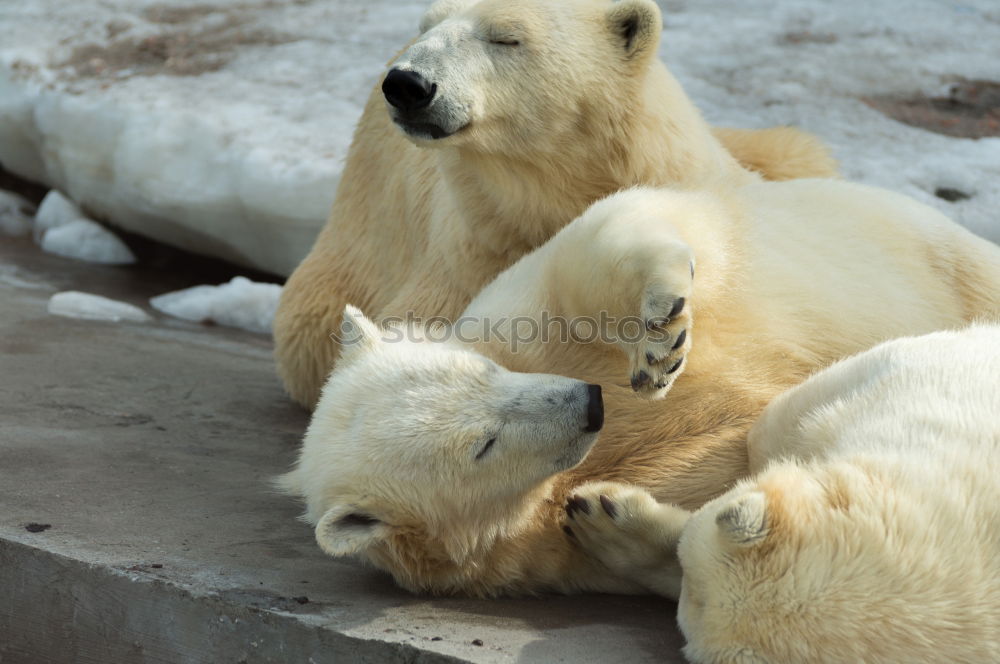 Similar – Delicious foot lick Animal