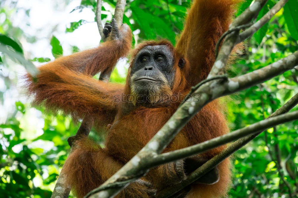 Similar – Image, Stock Photo Orang Utan in the rainforest