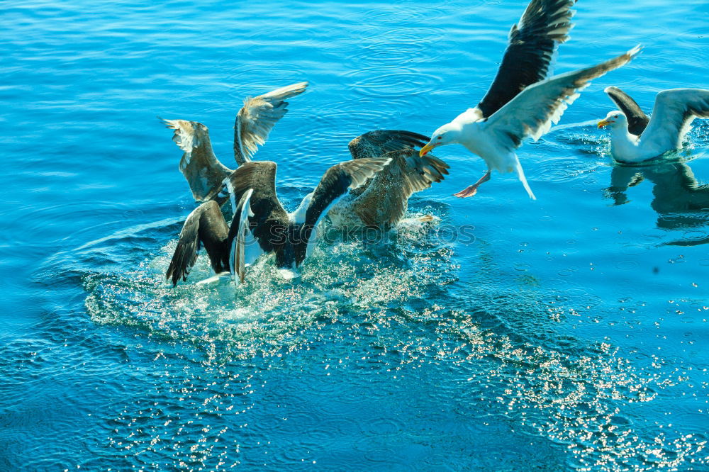 Similar – Dolphins in the reef Water