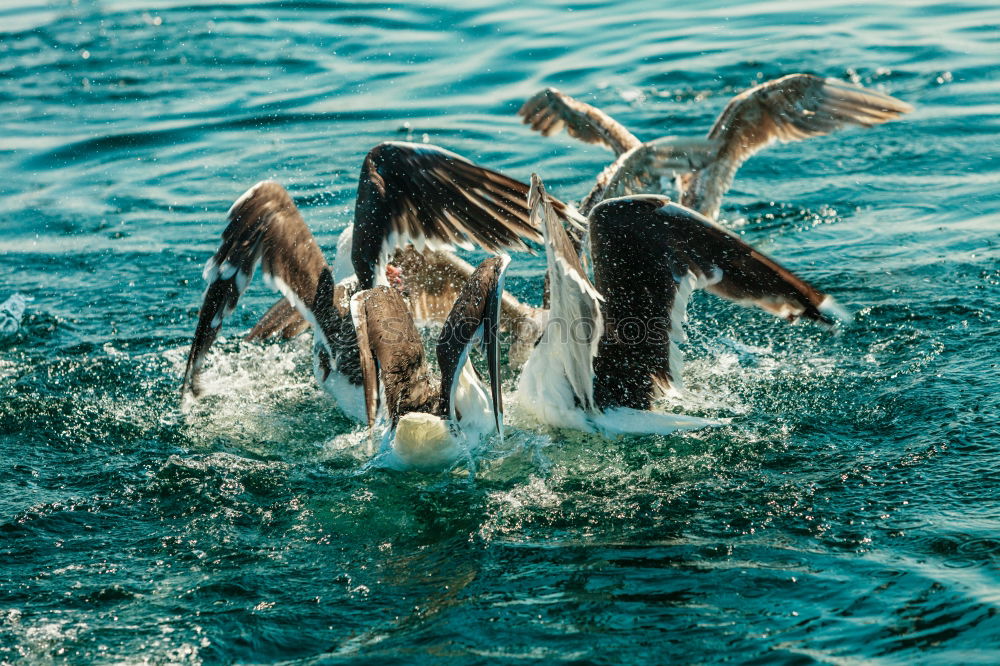 Similar – Fisheries in Vieira Leiria 17