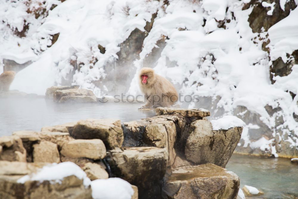 Similar – Image, Stock Photo Cheerful woman in outside plunge tub