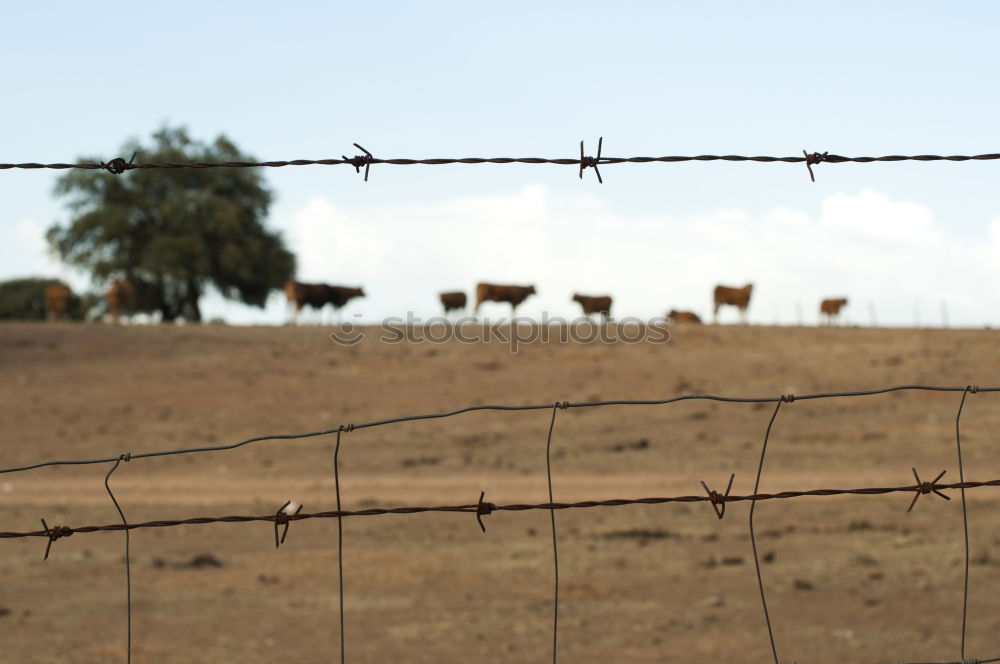 Similar – Beautiful landscape with wild horses