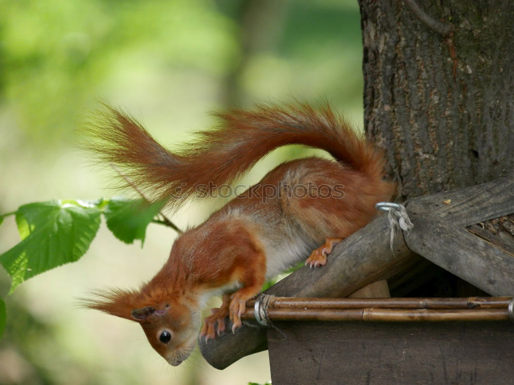 Similar – Squirrels in the garden