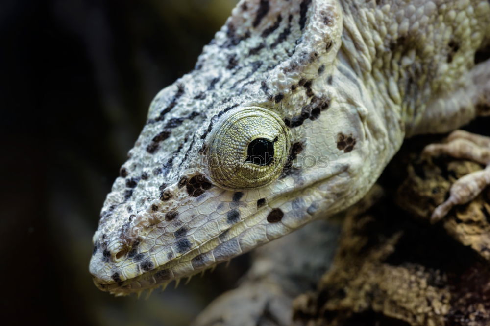 Similar – portrait of cute garlic toad