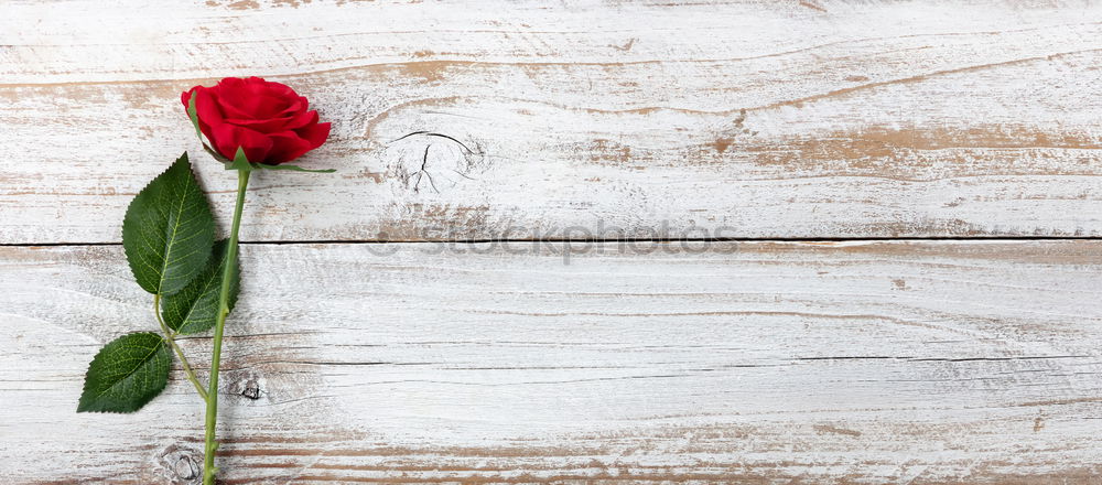 Similar – Image, Stock Photo Flowers and old scissors on wet wooden table