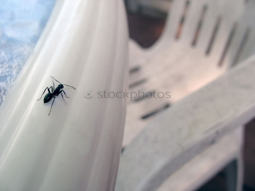 Similar – Image, Stock Photo a fly comes waddling along.