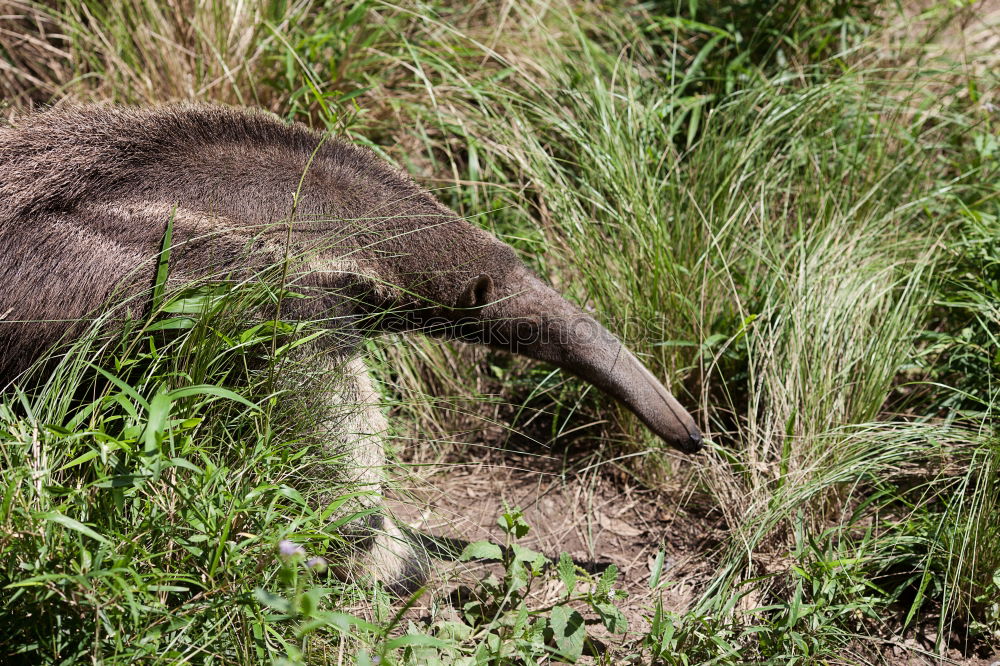 Similar – anteater Ant-eater Animal