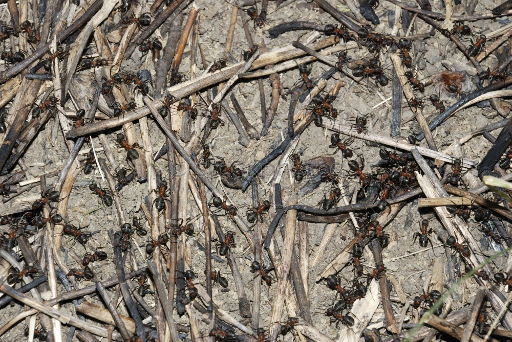 Similar – Image, Stock Photo mandrel Plant Animal Thorn