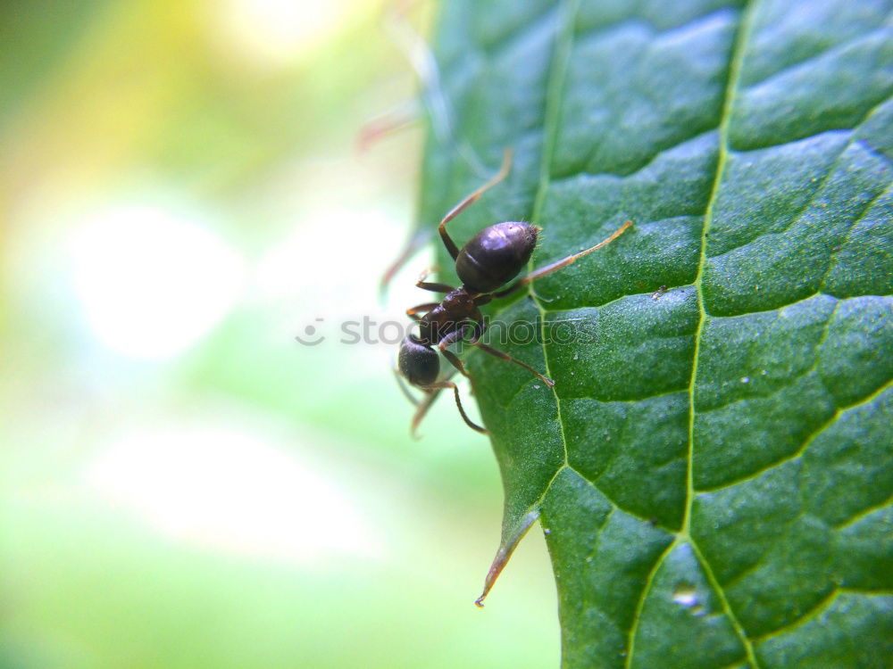 Similar – Image, Stock Photo bug lovers Summer Nature