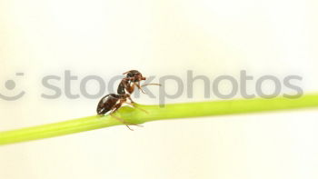 Similar – Red, wood ant, Animal